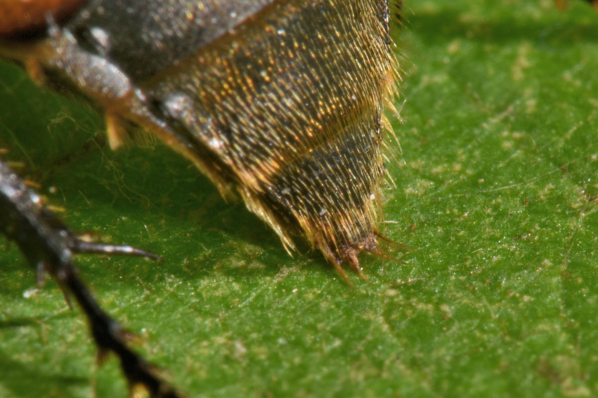 Silphidae: Nicrophorus interruptus